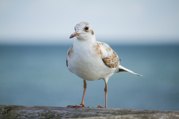 Lachmöwe (Chroicocephalus ridibundus) 