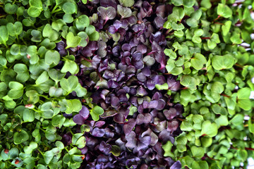 delicious and healthy natural micro greens sprouts