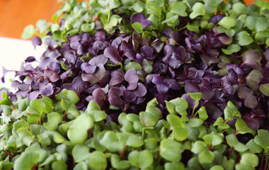 delicious and healthy natural micro greens sprouts