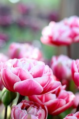 Multi petalled pink tulips , shallow depth of field 