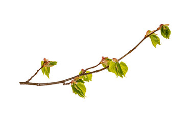 Young sprout of a branch of a Linden. Isolate