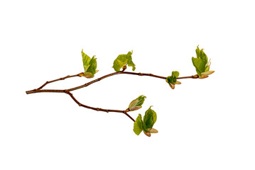 Young sprout of a branch of a Linden. Isolate