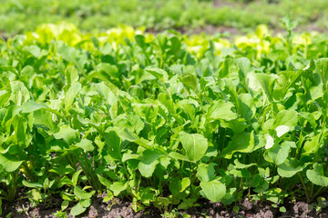 fresh green salad in soil and pots, fresh green salad in soil and pots, green vegetable.