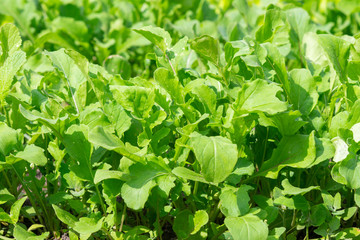 fresh green salad in soil and pots, fresh green salad in soil and pots, green vegetable