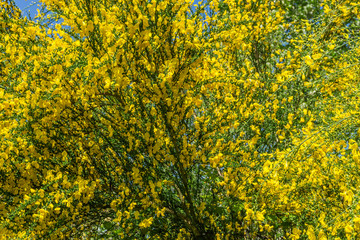 Brilliant Yellow Tree Flowers 3
