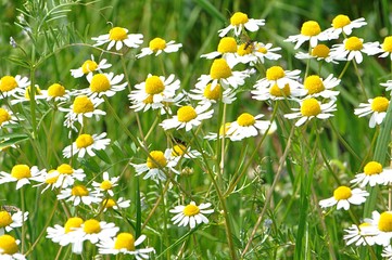 summer flowers in garden, chamomile