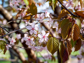Cherry blossom branch in bloom. Close-up sakura flowers on blurred bokeh background. Garden on sunny spring day.  Soft focus macro floral photography. Shallow depth of field.