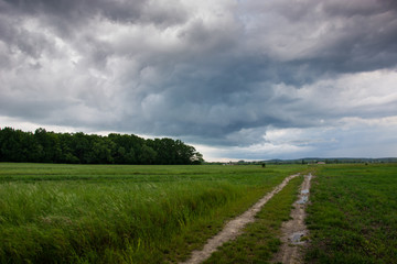 Dirt road through a green field, forest and storm clouds