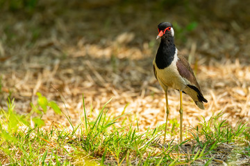 Red-Wattled Lapwing isolated standing on a lawn