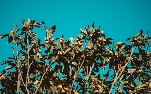 Horizontal shot from the ground of clusters of ripe medlar (Mespilus germanica) fruits of orange&nbsp;and yellow color surrounded by oblong leaves on the tree branch with a clear teal sky in the background