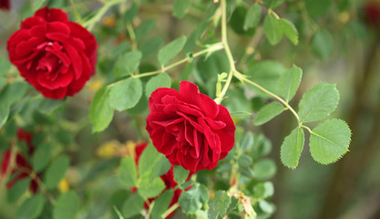 Flowers background roses in garden
