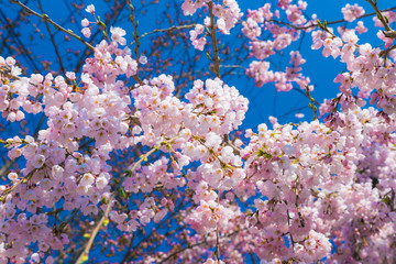Cherry blossom (Sakura) around philosopher's walk  in spring, kyoto, Japan.