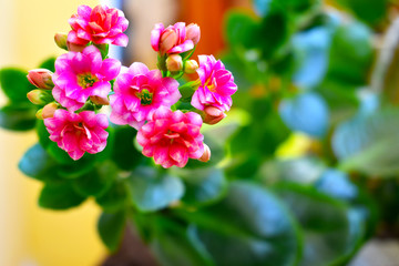 flower in the garden