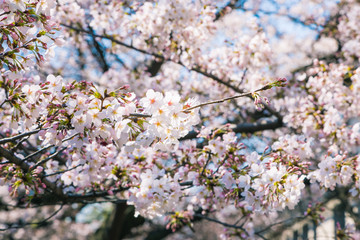Beautiful Cherry blossom or sakura along Takase River, Kyoto, Japan.