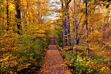 alley with stairs in autumn forest