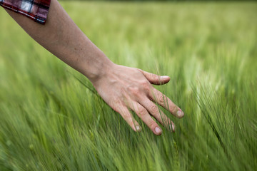 Cornfield in spring: Farmer hand is touching green wheat ears