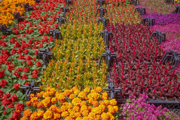Botanical market. Various flowers in crates. Different patterns and colors. Red, orange, pink, yellow, purple