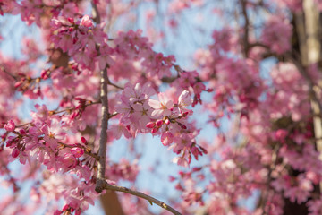 Obraz premium Cherry blossom (Sakura) around philosopher's walk in spring, kyoto, Japan.