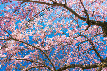 Cherry blossom (Sakura) around philosopher's walk  in spring, kyoto, Japan.