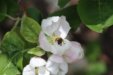 Bee In The Blossom, Edmonton, Alberta