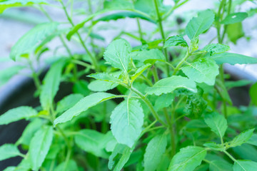 close-up of fresh sweet basil