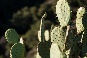 prickly pear cactus 