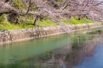 Cherry blossom - Sakura near river in Fushimi Inari Shrine