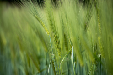 Agriculture: Fresh green cornfield on a sunny day, springtime