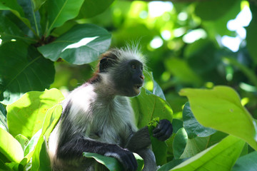 Isolated endangered young red colobus monkey (Piliocolobus, Procolobus kirkii) eating a leaf in the trees of Jozani Forest, Zanzibar