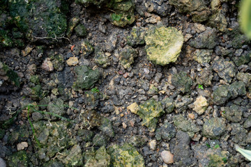 close up Soil for growing vegetables