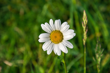 White daisy on a background of green grass