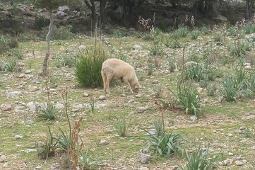 Naklejka na ściany i meble Sheep in the Tramuntana national Park in Mallorca.