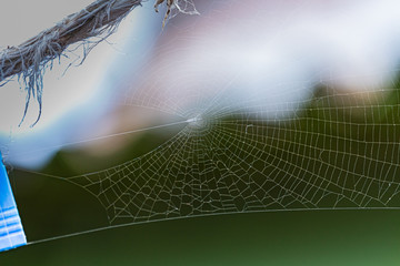 the spider builds its net to feed itself