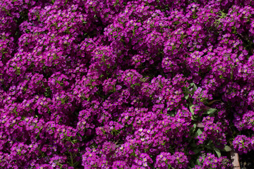 Obraz premium Purple flowers and leaves. Multiple. Tenweeks stock