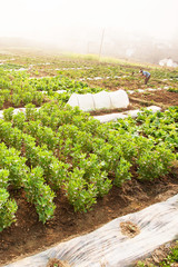 Chinese woman harvesting potatoes in the fields on winter morning.