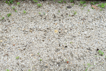 Sand contaminated in the house