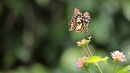 beautiful butterfly on weeping lantana