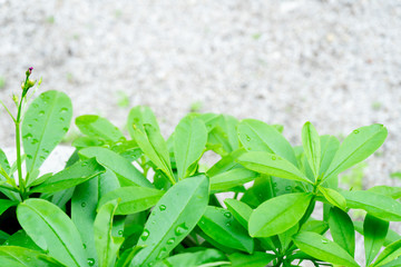 close up a green tree
