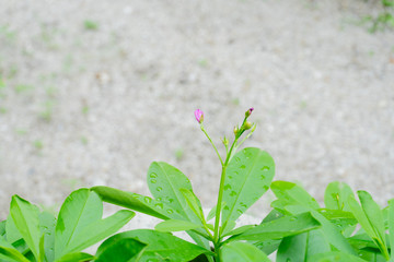 close up a green tree
