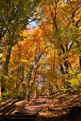 autumn on an alley with stairs in a forest