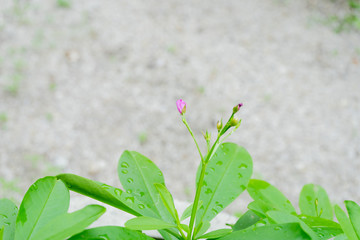 close up a green tree