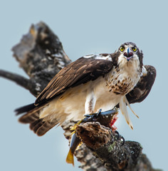 Osprey With Fist