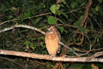 buffy fish owl (Ketupa ketupu) at night - Borneo Malaysia Asia