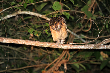 buffy fish owl (Ketupa ketupu) at night - Borneo Malaysia Asia