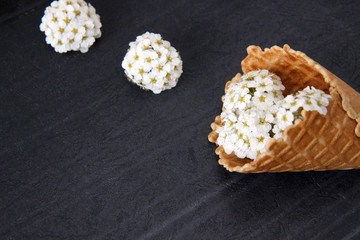 Waffle cone with white flowers on black background