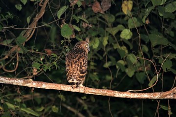 buffy fish owl (Ketupa ketupu) at night - Borneo Malaysia Asia