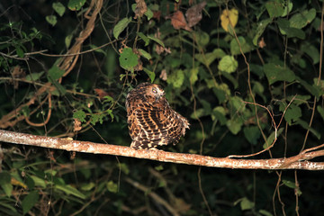 buffy fish owl (Ketupa ketupu) at night - Borneo Malaysia Asia
