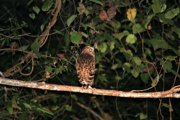 buffy fish owl (Ketupa ketupu) at night - Borneo Malaysia Asia