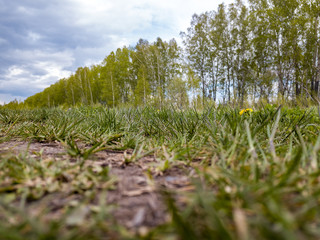 Close-up on green grass with a single yellow dandelion in the field and a wind-shelter tree under the blue sky with gray clouds through which the warm spring sun shines through. Nature and freshness.