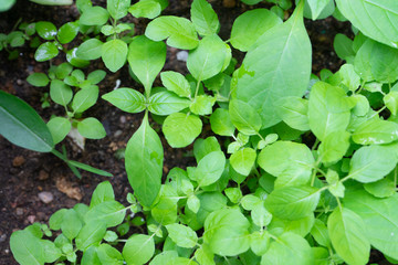 Close up Growing green vegetables